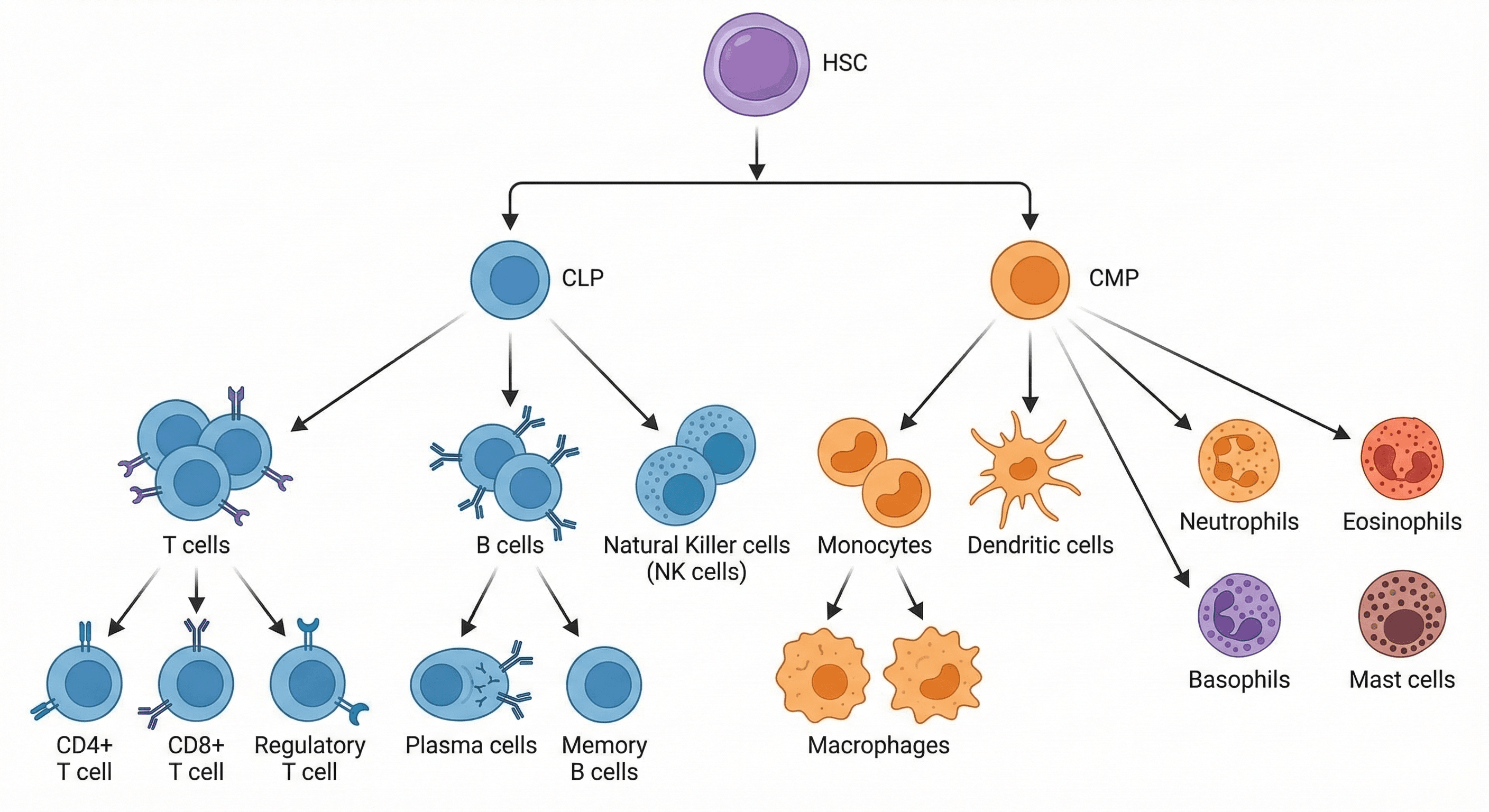 微观战场的特种兵：免疫细胞